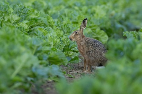 European brown hare (Lepus europaeus) adult animal in a arable farm sugar beet crop field in