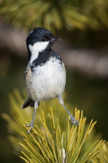 Coal Tit - Tannenmeise - Parus ater ssp. vieirae, Spain, adult