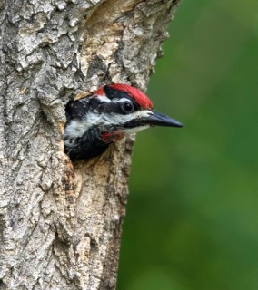 Red-naped Sapsucker - Sphyrapicus nuchalis, looking out of its nest hole in Eastend, Saskatchewan,