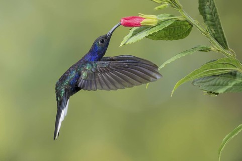Violet Sabrewing (Campylopterus hemileucurus), Costa Rica