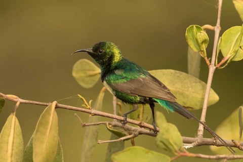 Beautiful Sunbird (Cinnyris pulchellus) male, Gambia