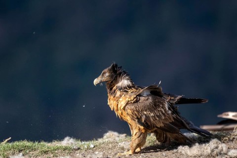 Bearded Vulture (Gypaetus barbatus) juvenile, Aragon, Spain