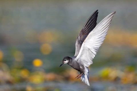 Black Tern (Chlidonias niger) flying, Mecklenburg-Western Pomerania, Germany