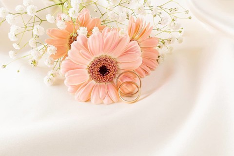Elegant close-up of gold wedding rings resting on soft pink daisies surrounded by baby's breath