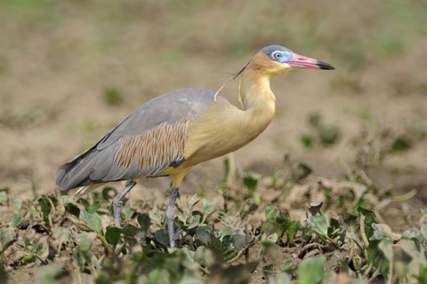 Whistling Heron (Syrigma sibilatrix), Pantanal, Brazil