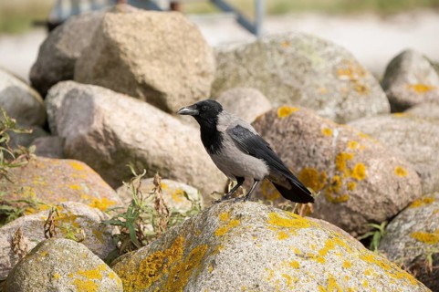 Hooded Crow (Corvus cornix), Mecklenburg-Western Pomerania, Germany