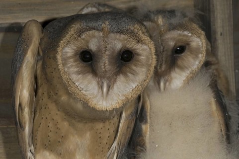 Western Barn Owl (Tyto alba) juvenile, Saxony, Germany