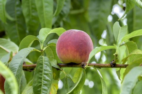 Peach (Prunus persica 'Dixired'), Baum- und Rebschule Schreiber KG, Poysdorf, Lower Austria,