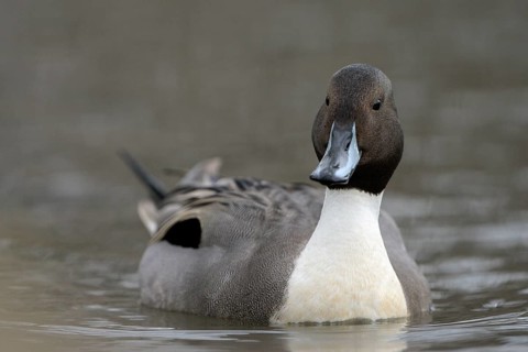 Spiessente (Anas acuta), Pintail, Maennchen, Erpel, Februar, Oberhausen, Ruhrgebiet,