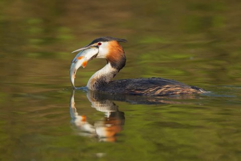 Great crested grebe (Podiceps cristatus) adult bird with a large fish for food in its beak on a