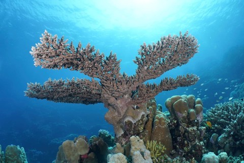 Pharaoh's antler coral (Acropora pharaonis)