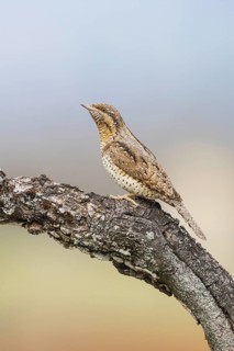 Eurasian Wryneck (Jynx torquilla) perched on a tree trunk, Aosta Valley, Italy