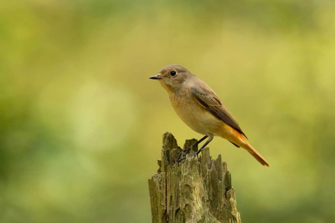 Common Redstart (Phoenicurus phoenicurus) female, Utrecht, Netherlands