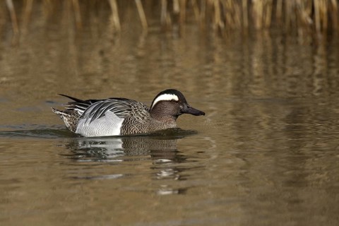 Garganey (Spatula querquedula) male, Castile-La Mancha, Spain