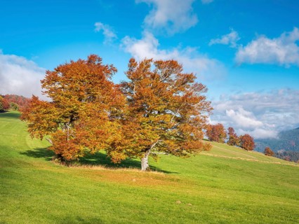 View of typical Black Forest landscape on Schauinsland, green meadow with old grazing beech trees
