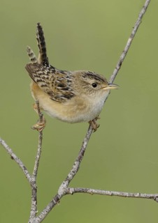 Sedge Wren (Cistothorus platensis), Alberta, Canada