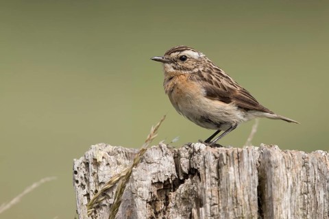 Whinchat (Saxicola rubetra) female perched on a stump, Mecklenburg-Western Pomerania, Germany