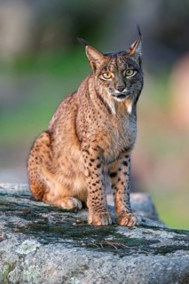 Lynx pardinus, portrait, morning light, forest, Andalusia Spain