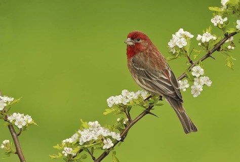 House Finch (Haemorhous mexicanus)