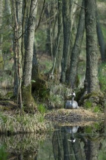 Common Crane (Grus grus) nest, Mecklenburg-Western Pomerania, Germany