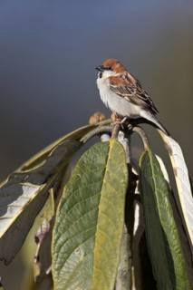 Russet Sparrow (Passer rutilans cinnamomeus) male, Thimphu, Bhutan