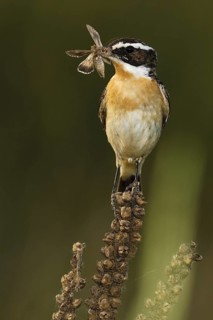 Whinchat (Saxicola rubetra) with insect in beak, Castile, Spain