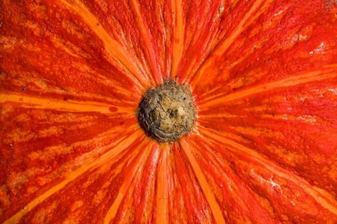 Detail of a Red kuri squash