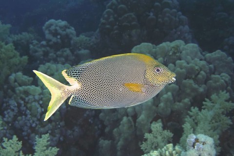 Spotted rabbitfish (Siganus stellatus laqueus)