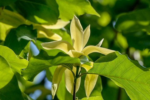 Magnolia (Magnolia 'Gold Crown'), Rhodo 2014, Bad Zwischenahn, Lower Saxony, Germany