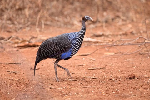 Vulturine Guineafowl (Acryllium vulturinum), Ehtiopia