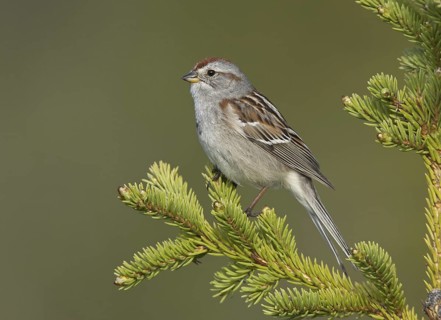 American Tree Sparrow (Spizelloides arborea), Alaska, USA