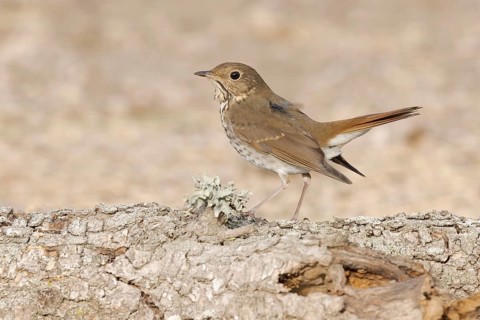 Hermit Thrush (Catharus guttatus) perched on a log, California, USA