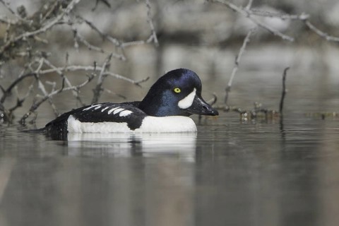 Barrow's Goldeneye (Bucephala islandica) male, British Columbia, Canada