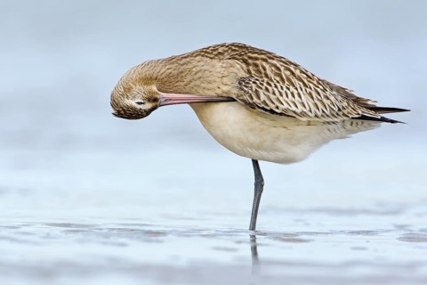 Bar-tailed Godwit (Limosa lapponica), Mecklenburg-Western Pomerania, Germany