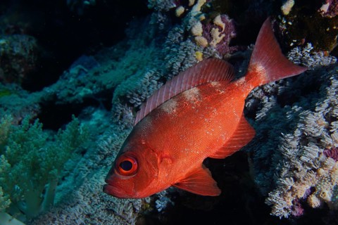 Reef bigeye perch (Priacanthus hamrur)