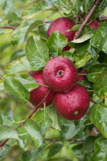 Apple (Malus domestica 'Gusto'), Bundessorteamt, testing centre Wurz, Germany