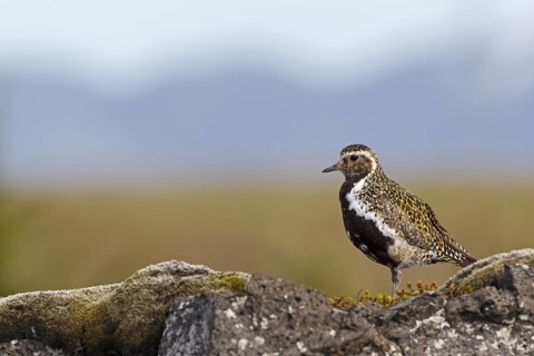 European Golden Plover (Pluvialis apricaria), Iceland