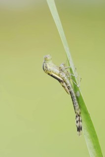 Willow Emerald Damselfly (Chalcolestes viridis) hatching, hatching, larva, dragonfly larva, North