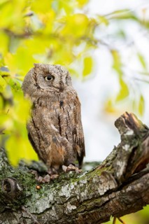 Eastern screech owl (Megascops asio) or Eastern screech-owl, captive, sitting on a branch with