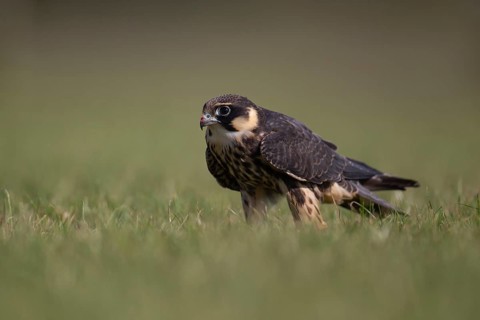 Hobby (Falco subbuteo) adult falcon bird of prey on grassland, England, United Kingdom