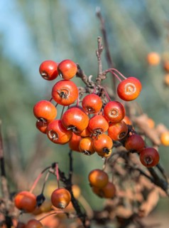 Ornamental apple (Malus POM'ZAI)