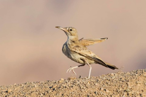 Greater Hoopoe-Lark (Alaemon alaudipes) juvenile perched on the ground, Eilat, Israel