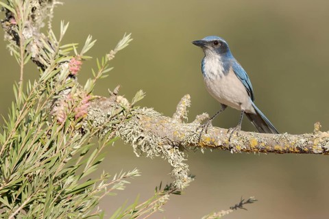 California Scrub Jay (Aphelocoma californica), California, USA