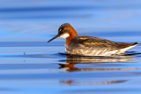 Odin's chicken, (Phalaropus lobatus), swims in the water, wading bird, Varanger, Finnmark, Norway