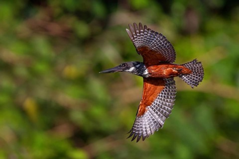 Giant Kingfisher, (Megaceryle maxima), Kingfisher