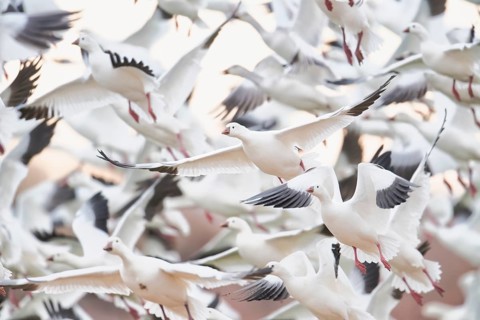 Ross's Goose (Anser rossii) huge flock in flight, New Mexico, USA