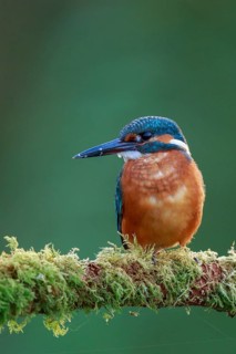 Common Kingfisher (Alcedo atthis) male perched on a mossy branch, North Rhine-Westphalia, Germany