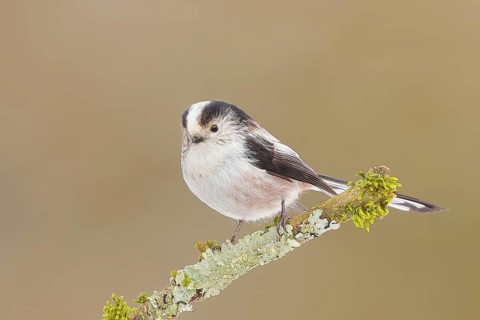 Long-tailed Tit (Aegithalos caudatus), sitting on a lichen-covered branch, Wildlife, Animals,