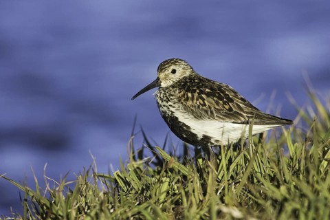 Dunlin (Calidris alpina), Iceland