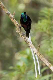 Ribbon-tailed Astrapia (Astrapia mayeri) perched on a branch in Papua New Guinea